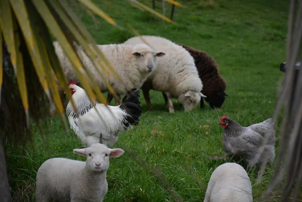 Ddog Vineyard & Bnb Renwick New Zealand