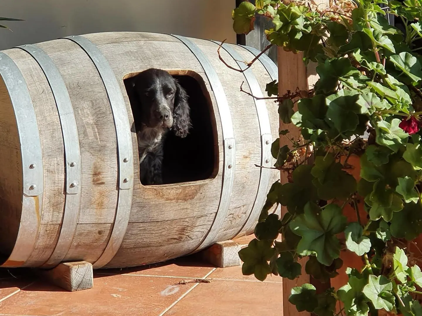 Guest house Ddog Vineyard & Bnb Renwick