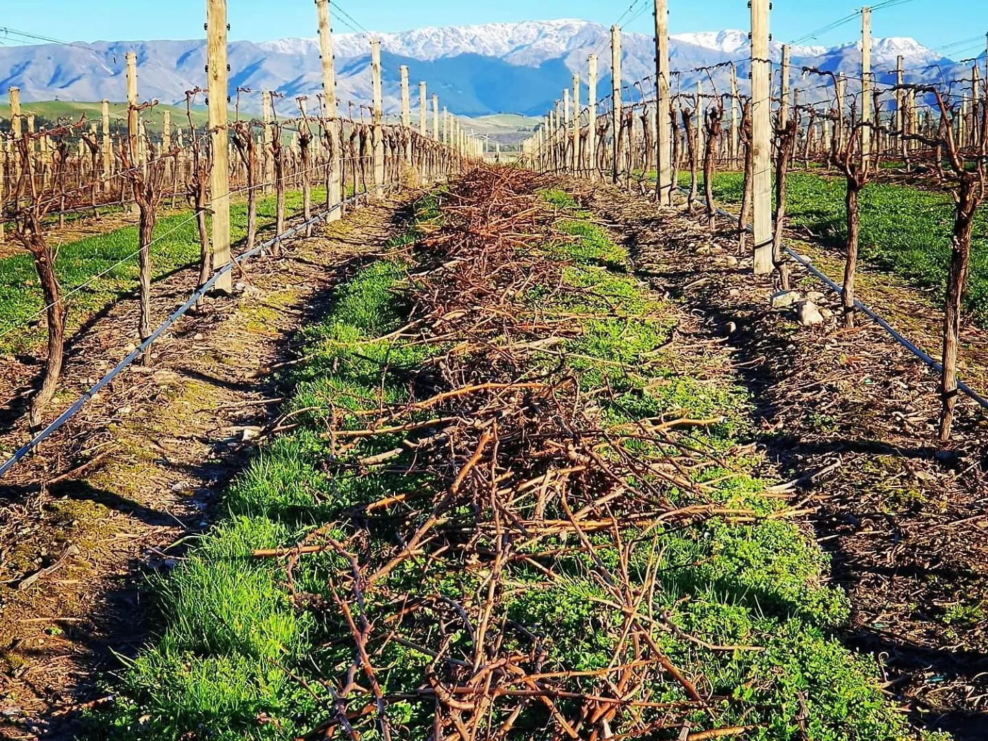 Ddog Vineyard & Bnb Renwick 0*,  New Zealand
